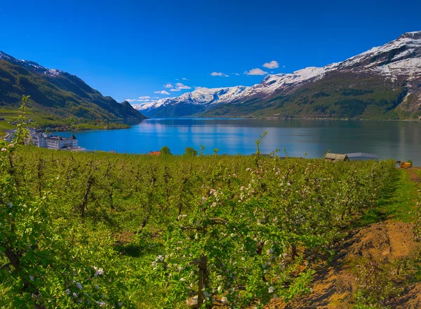 Hardangerfjord i Norge — Stockfoto