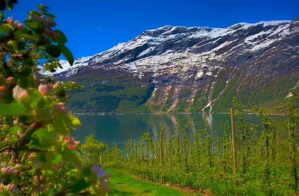 Fiordo Hardangerfjord en Noruega —  Fotos de Stock