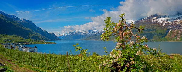 Fiordo Hardangerfjord en Noruega — Foto de Stock