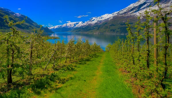 Hardangerfjord em Noruega — Fotografia de Stock