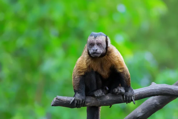 Macaco-prego — Fotografia de Stock