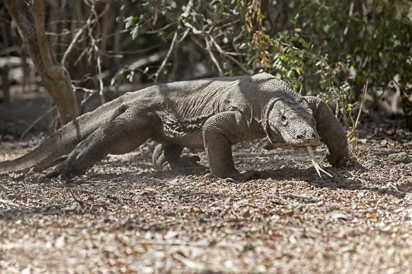 Dragão de Komodo — Fotografia de Stock