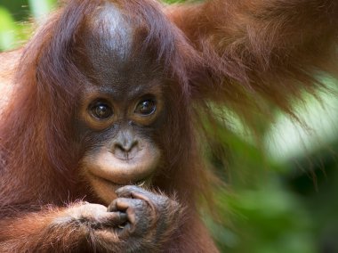 Borneo Orangutan clipart