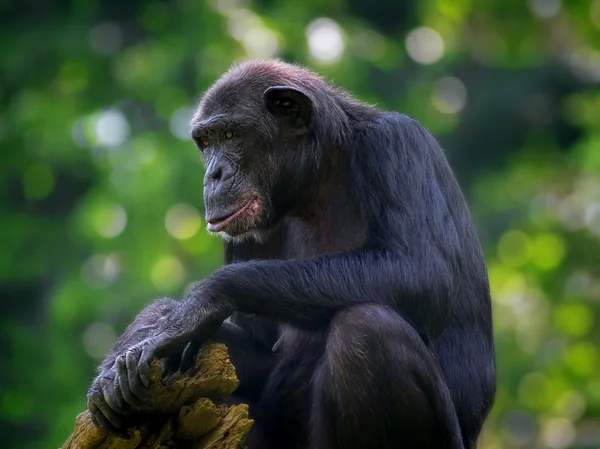 Gemeenschappelijke chimpansee — Stockfoto