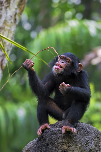 Bebe Chimpanze Images Libres De Droit Photos De Bebe Chimpanze Depositphotos