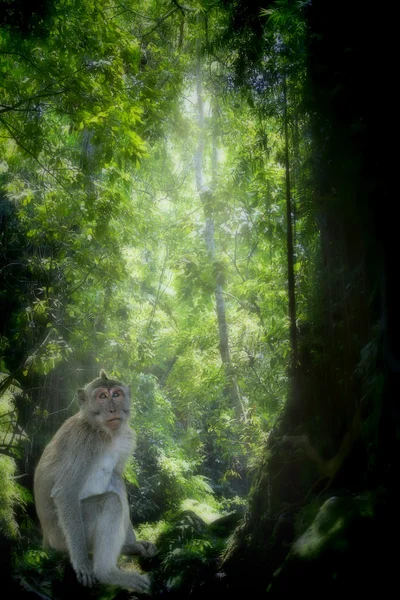 Długosterny Makak małpa — Zdjęcie stockowe
