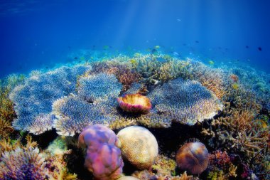 Sualtı mercan