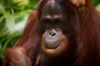 Borneo Orangutan