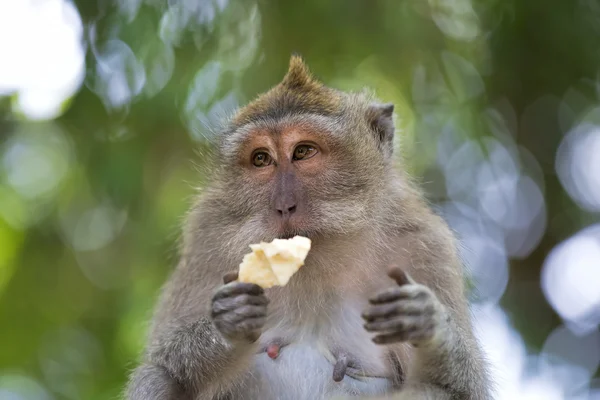 Lange-tailed makaak monkey — Stockfoto