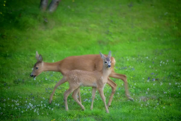 Roe deers in a garden — Stock Photo, Image