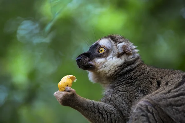 Lemurenporträt — Stockfoto