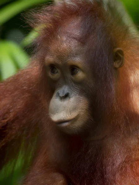 Borneo Orangutan — Zdjęcie stockowe