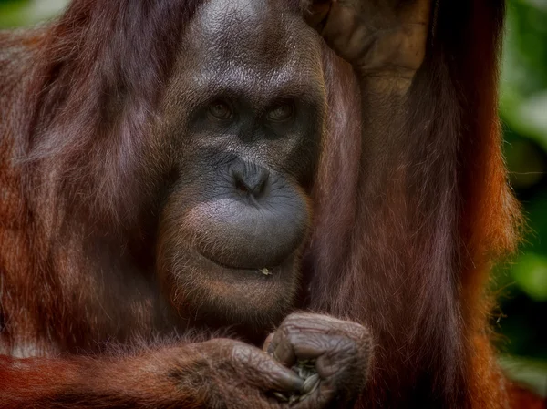 Bornea orangutan — Stock fotografie