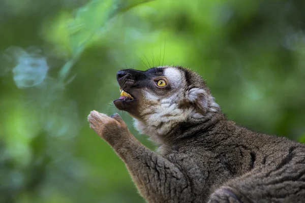 Retrato de Lemur Fotos De Stock