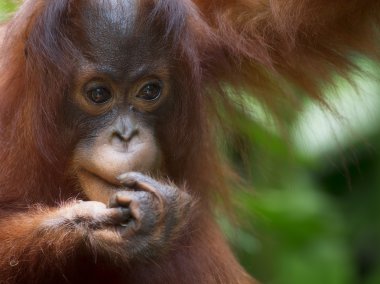 Borneo Orangutan