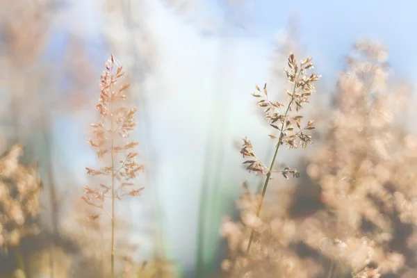 红色的稻草 — 图库照片