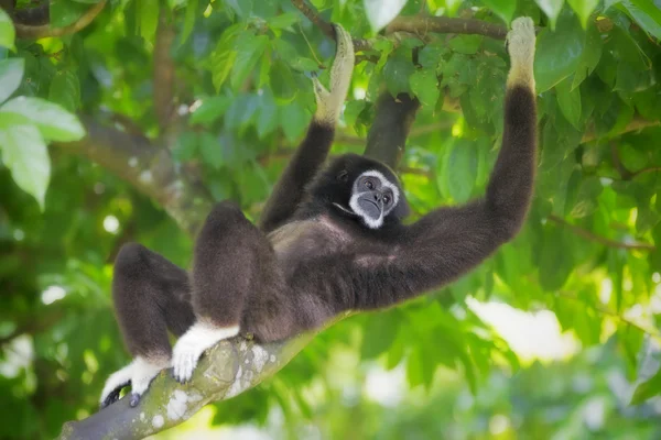 Gibbon Monkey — Stock Photo, Image