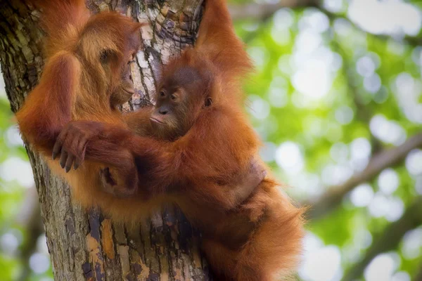 Bornéu Orangutans — Fotografia de Stock