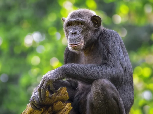 常见的黑猩猩 — 图库照片