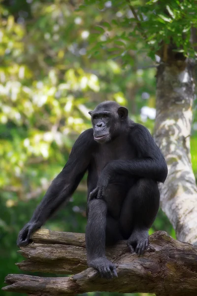 Chimpancé común — Foto de Stock