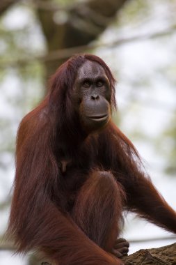 Borneo Orangutan