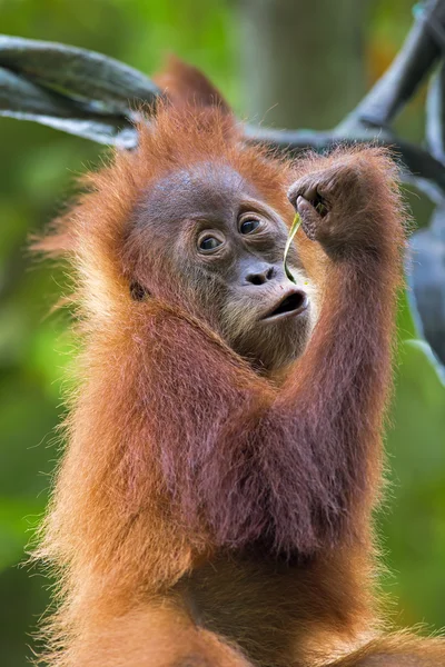 Borneo Orangutan — Zdjęcie stockowe