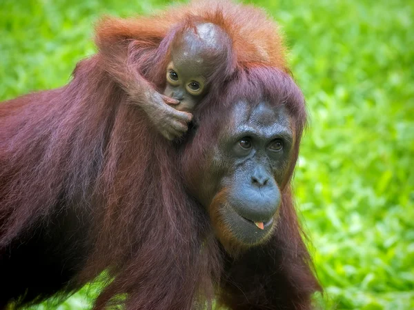 婆罗洲猩猩 — 图库照片