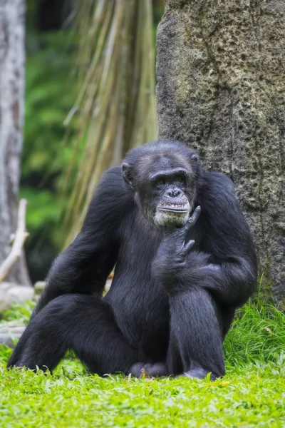 Gemeenschappelijke chimpansee — Stockfoto