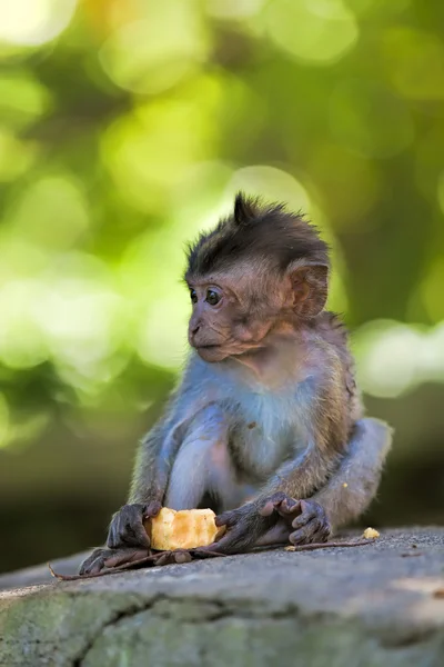 Mono macaco de cola larga —  Fotos de Stock