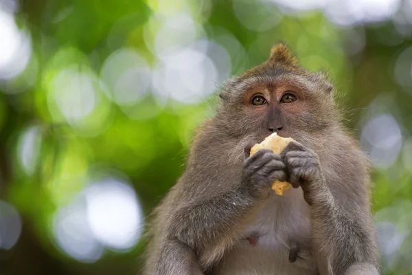 Dlouho ocasem makak opice — Stock fotografie