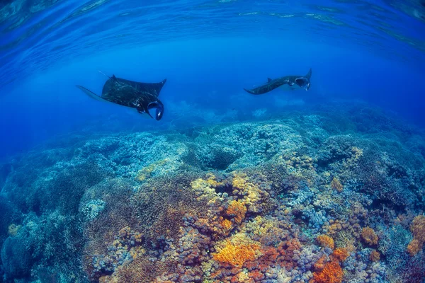 Raggi di manta — Foto Stock