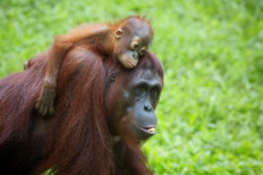 Borneo Orangutan