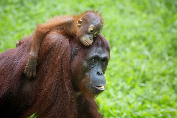Borneo orangutang — Stockfoto