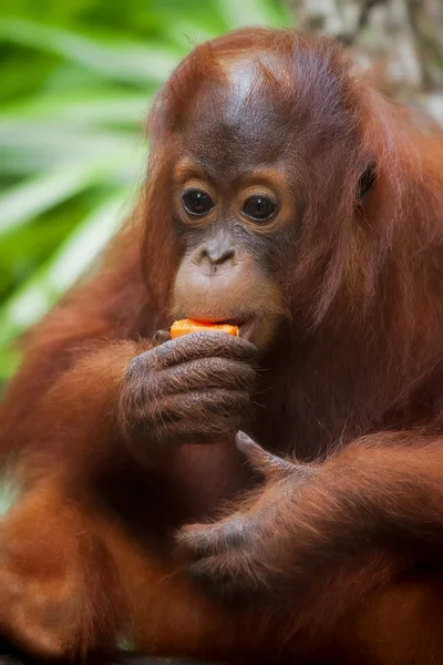 Borneo Orangutan — Stock Photo, Image