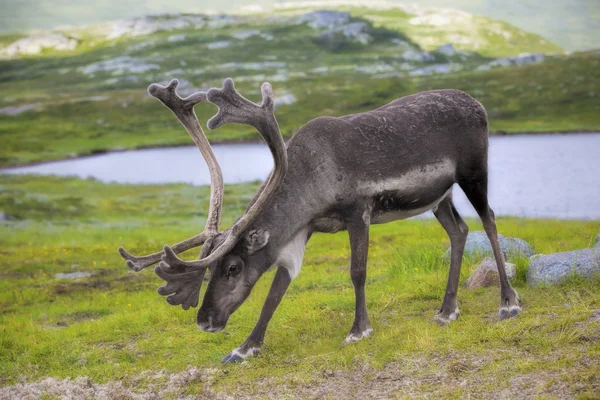 Норвежский олень — стоковое фото