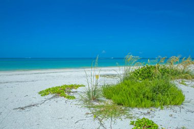 Marco Adası 'ndaki Kaplankuyruğu Sahili' nin güzel doğası