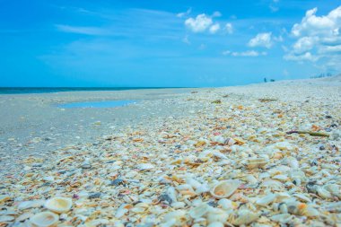 Marco Adası 'ndaki Kaplankuyruğu Sahili' nin güzel doğası