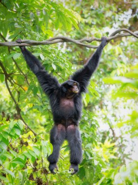 Vahşi Siamang Gibbon