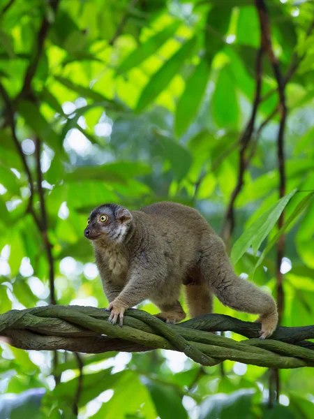 Lemur v Madagaskar — Stock fotografie