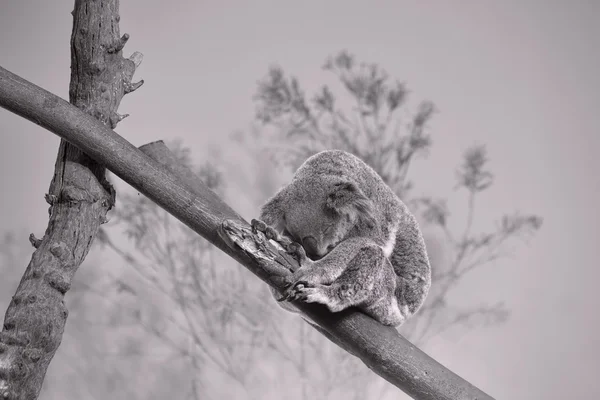 Спит медведь Коала — стоковое фото
