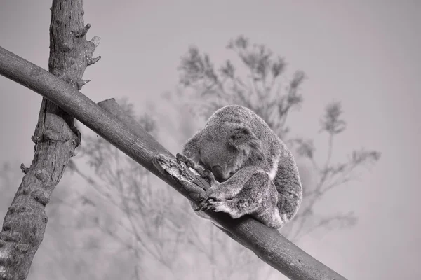 Urso Koala adormecido — Fotografia de Stock