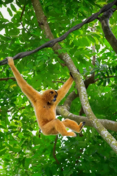 Macaco Gibbon selvagem — Fotografia de Stock