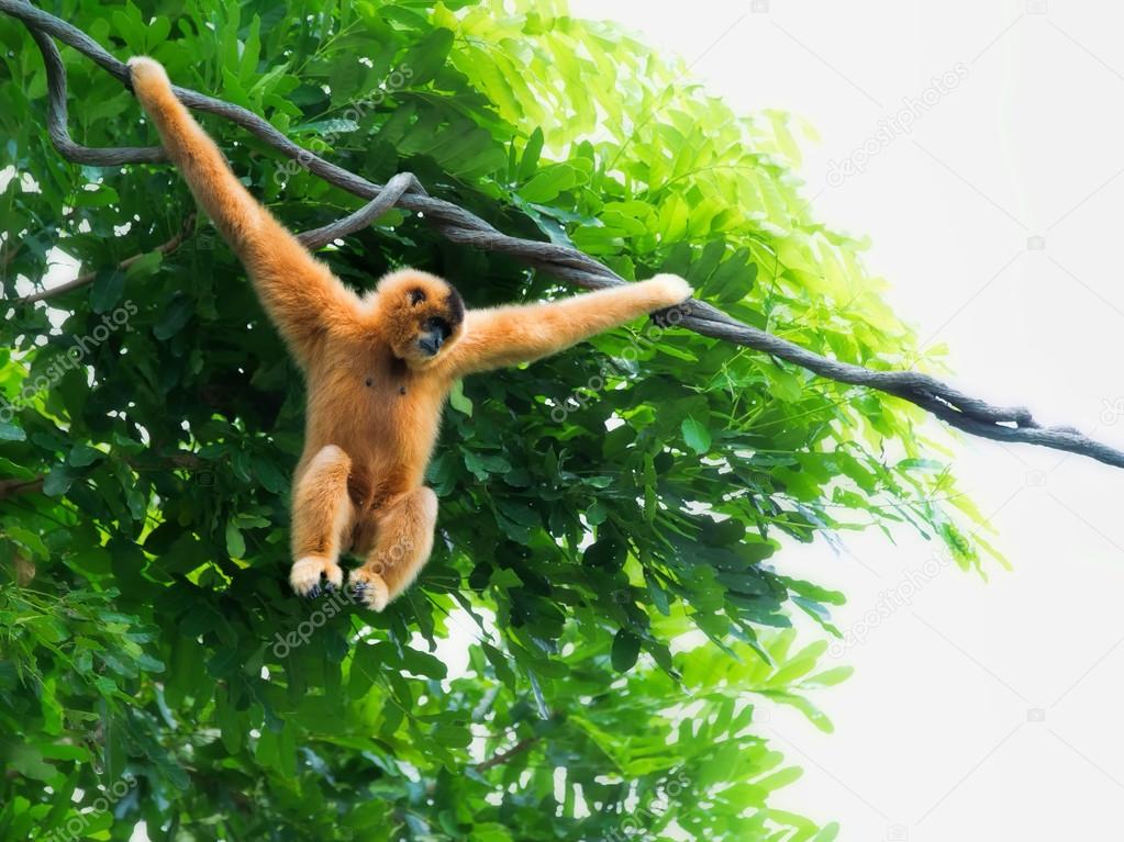 Wild Gibbon Monkey
