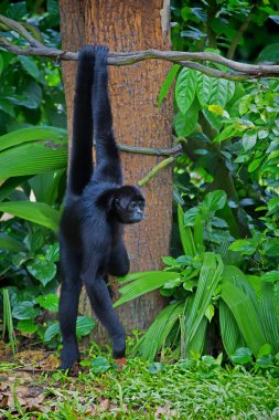 Vahşi Spider Monkey