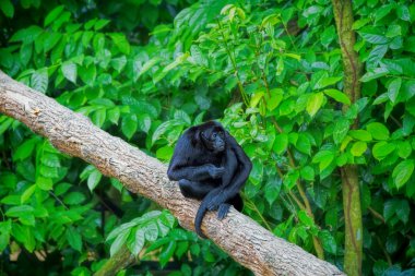 Vahşi Spider Monkey