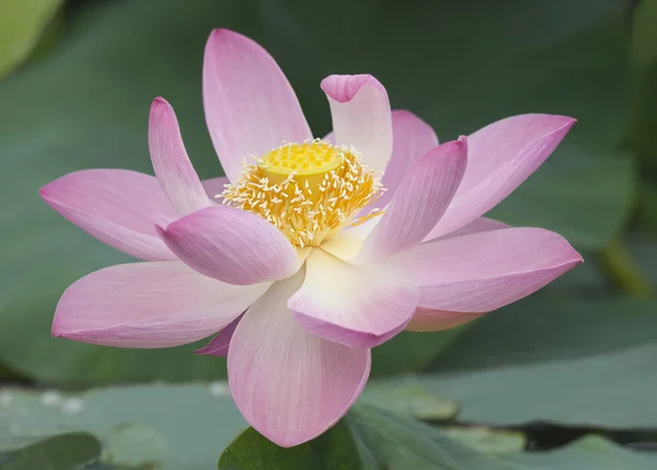 Lotus — Stockfoto