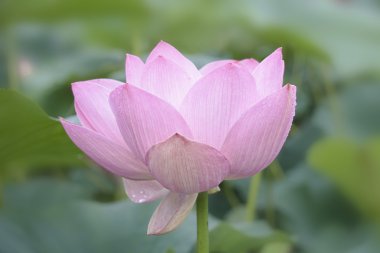 Lotus bud