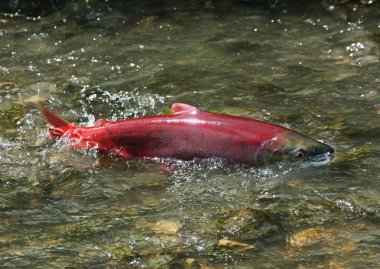 kırmızı somon, kadın