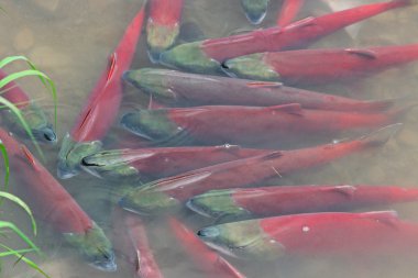 spawning red salmon - sockeye clipart