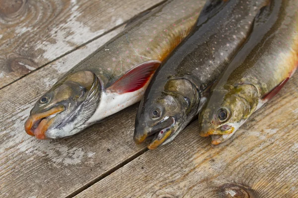Tres hermosos salmones capturados en la naturaleza Imagen de archivo